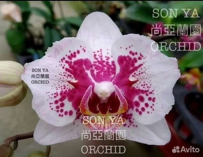 Орхидея фаленопсис от SON YA Orchids