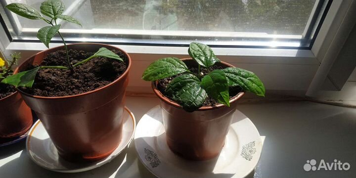 Комнатный цветок Клеродендрум Томпсона вариегатный