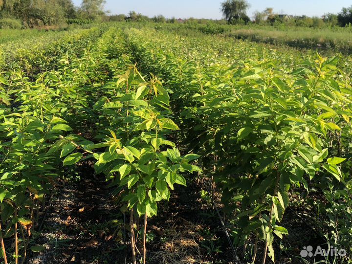 Саженцы плодовых деревьев