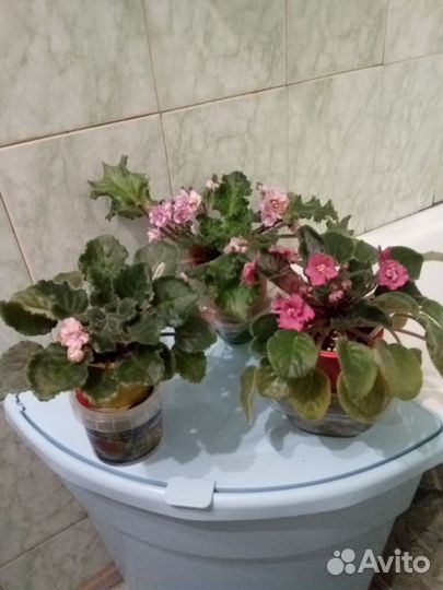 Цветущие фиалки