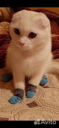 Шотландский кот вязка