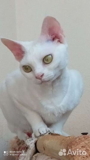 Котята девон-рекс