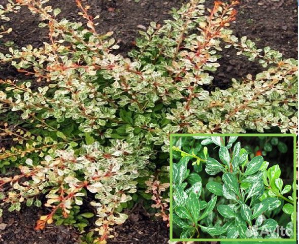 Редкие растения