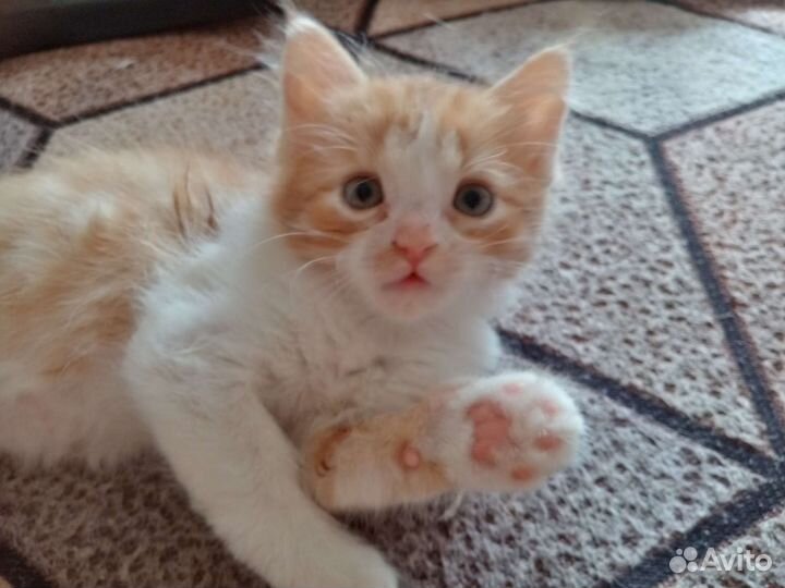 Кошка в дар бесплатно