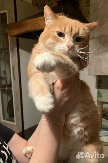 Отдам кота в добрые руки
