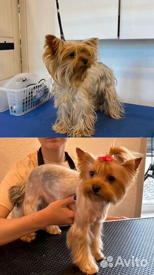 Грумер Груминг Стрижка собак