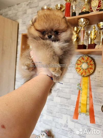 Щенки шпица pomeranian медвежата