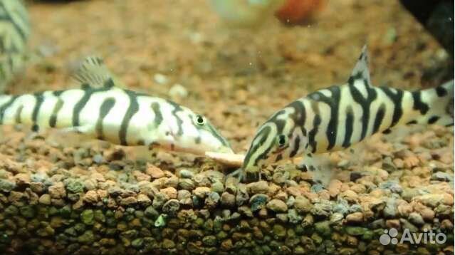 Боция мраморная