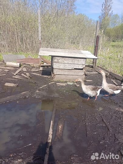 Гусята, семья гусей