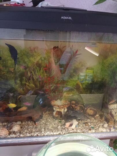 Аквариум