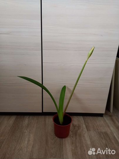 Гиппиаструм