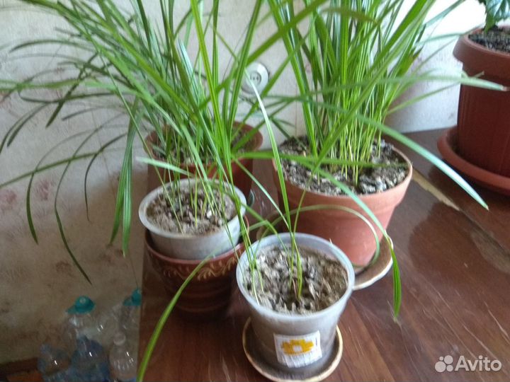 Финиковая пальма