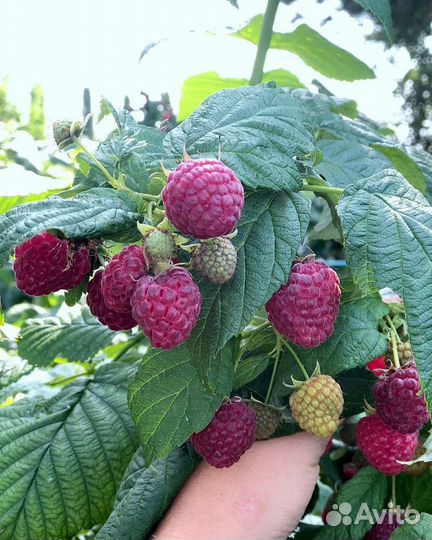 Саженцы красной и желтой малиный