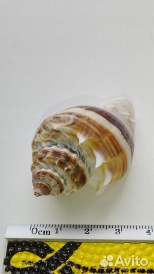 Морская раковина Melongena corona