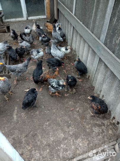 Циплята брама