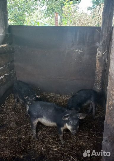 Поросята венгерской мангалицы