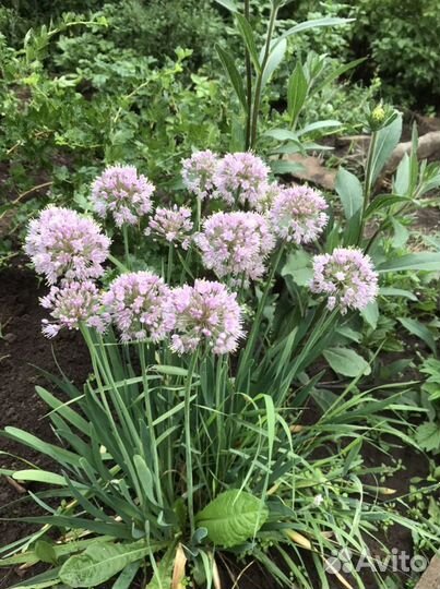 Лук декоративный «Афлатун»