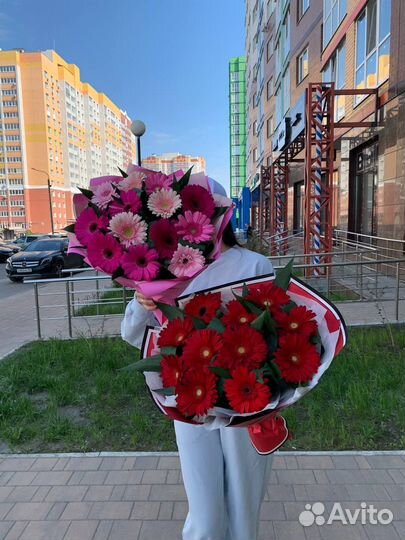 Герберы от производителя