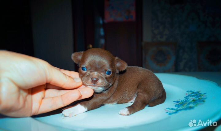 Карманная мини Девочка чихуахуа