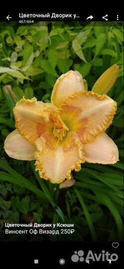 Лилейники сортовые