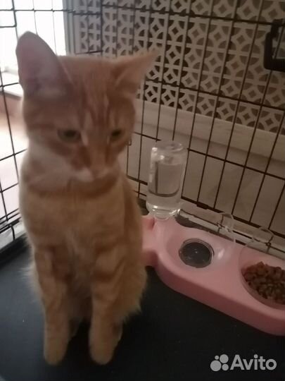 Кошка в дар