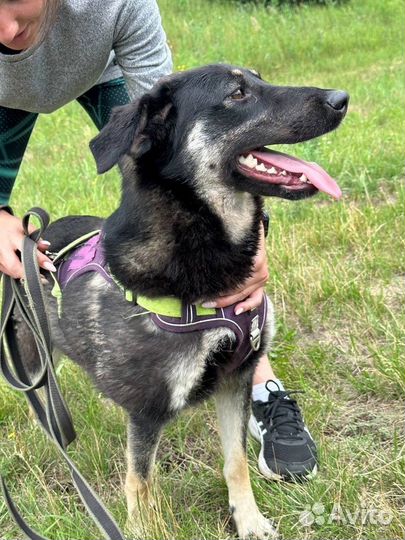 Собака из приюта очень ждет семью