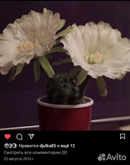 Кактус цветущий (ребуты и ариокарпусы) в зимовнике