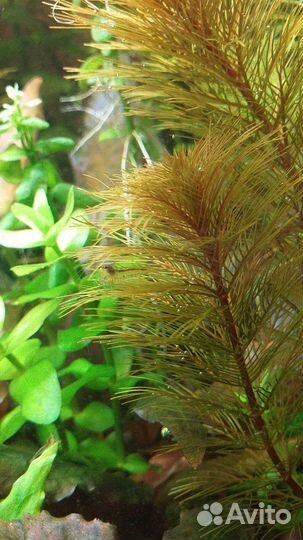 Перистолистник Рорайма