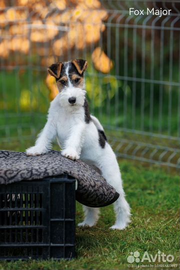 Фокстерьер щенки