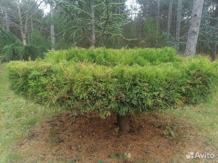 Услуги садовника