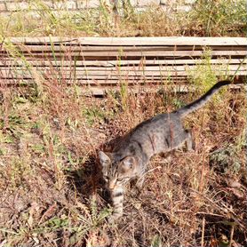 Отдам котенка в добрые руки