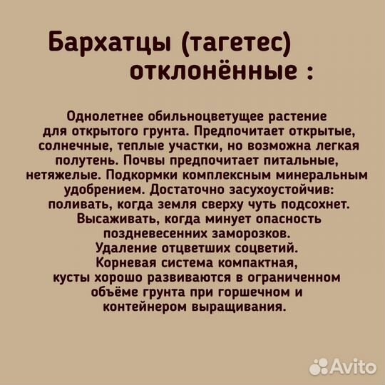 Бархатцы