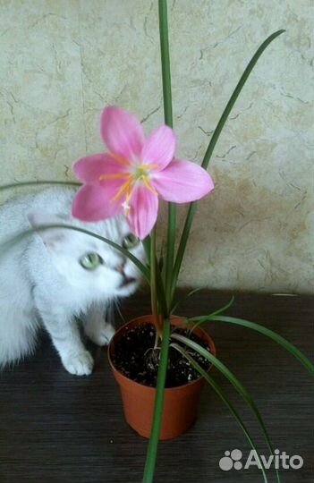 Зеферантес розовый