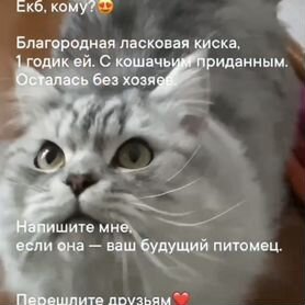 Персидская годовалая кошка бесплатно