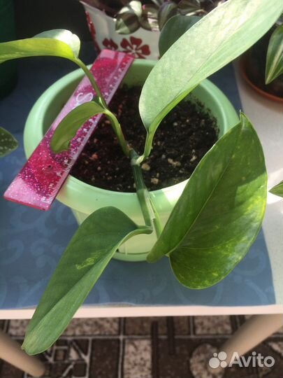 Цветы разные