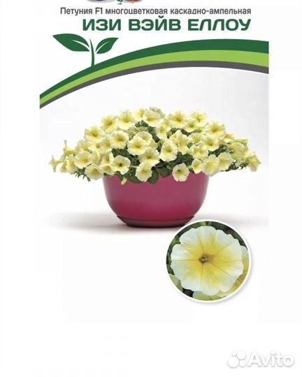 Петуния ампельная