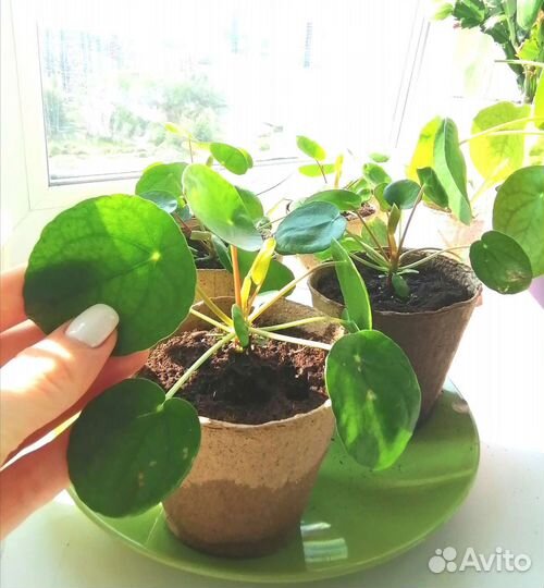 Пилея пеперомиевидная, детки