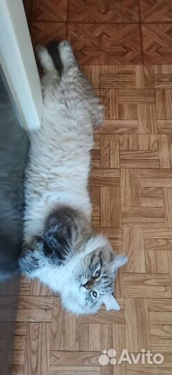 Невский маскарадный котик 2.5 мес