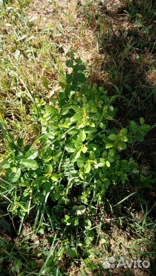 Айва японская