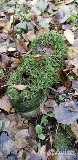 Флористика мох Кашпо