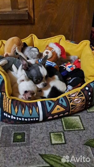 Вязка кобель чихуахуа