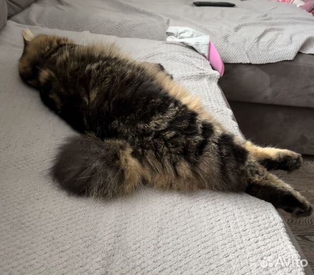 Кот курильский бобтейл