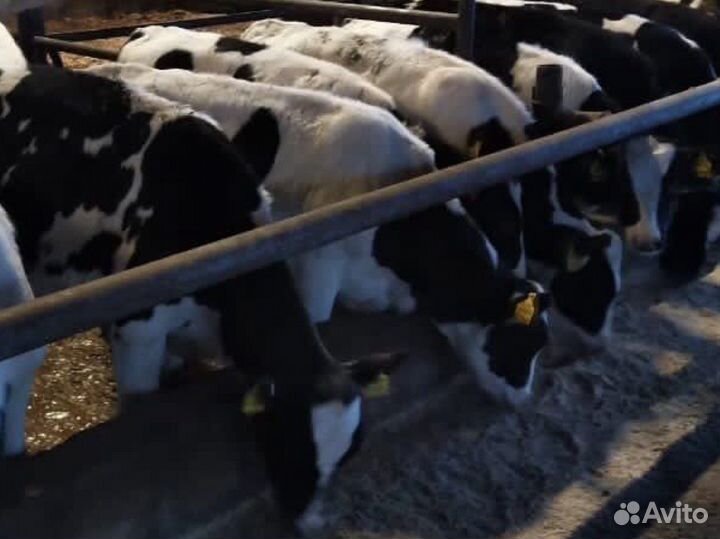 Быки телята