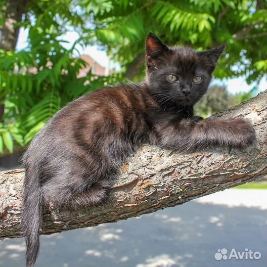 Чёрный и чёрно-белый котёнок