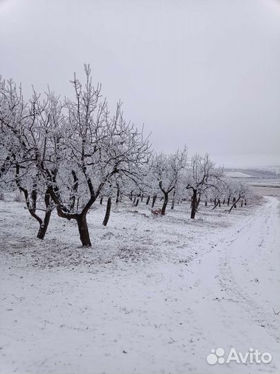 Грушевый сад