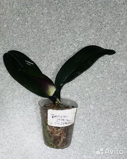 Орхидеи -бабочки : сансет фуллер, тайски анна