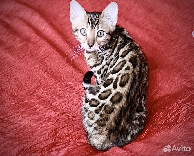 Бенгальская