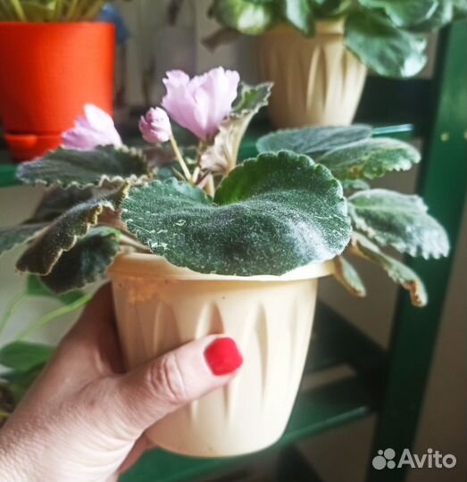 Цветущая фиалка в горшке