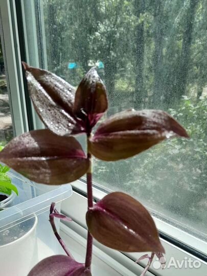 Традесканция шоколадный холм