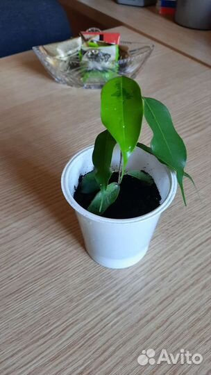 Фикусы сортовые Хлорофитум хохлатый